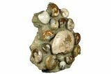 Tall, Composite Ammonite Fossil Display - Madagascar #175812-3